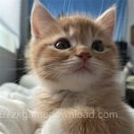 باصطام اقبال